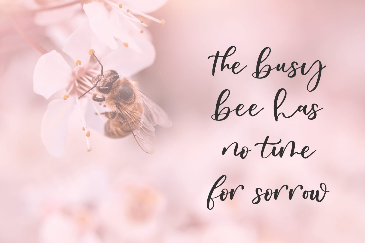 Oakley May Script Font - Image 8