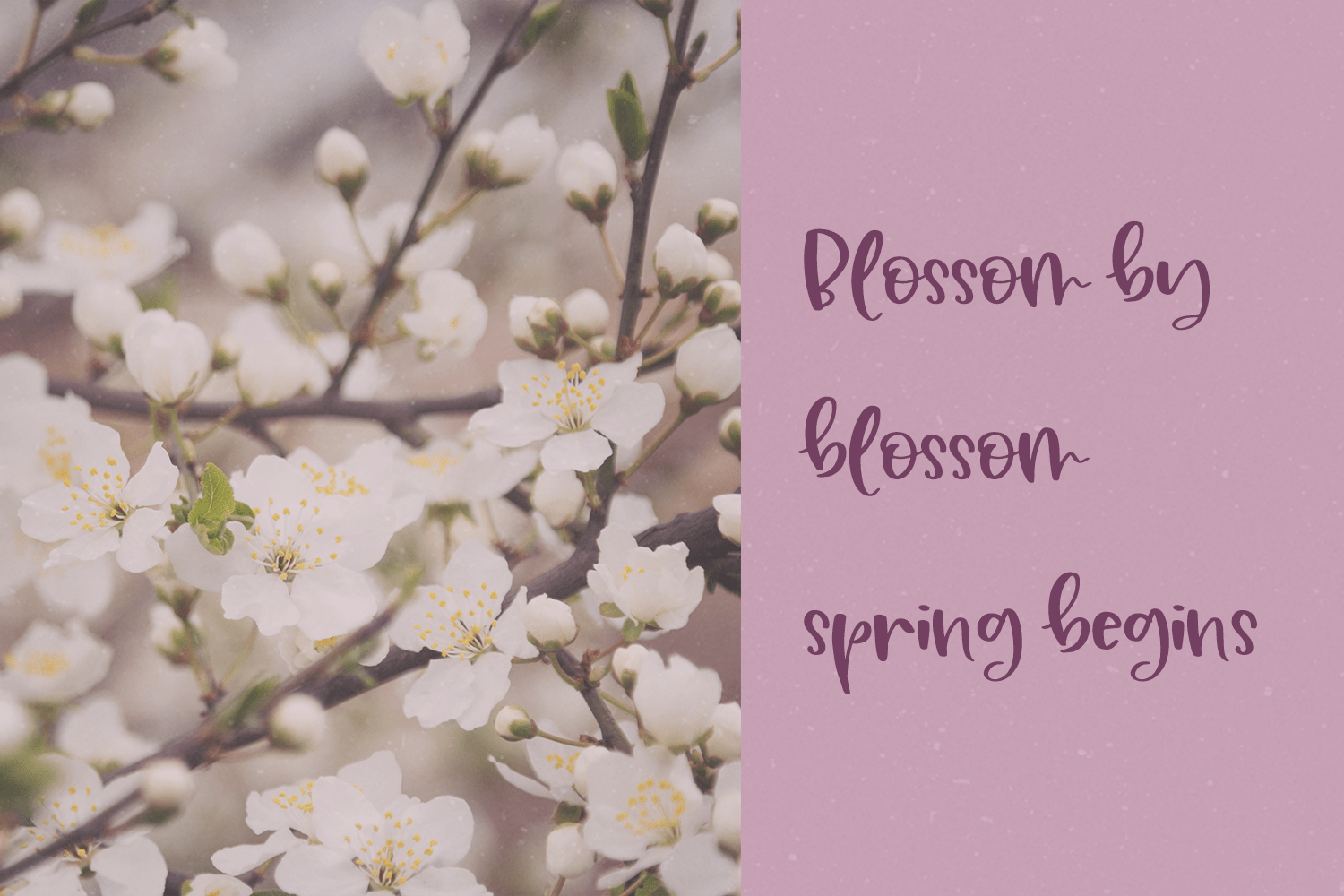 Plum Cobbler Script Font - Image 2